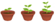 plants grow well with toms topsoil